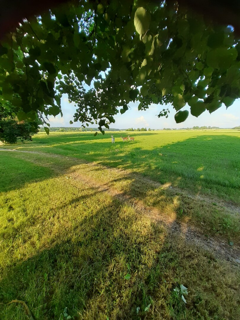 Gyventojų teigimu, danielių populiacija Karsakiškio apylinkėse tik didėja. BENDRUOMENĖS nuotr. 