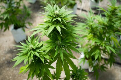 Sekmadienį moteriai atvykus į Biržų rajone esančią sodybą laukė netikėtumas – kambaryje rasta kanapių auginimo laboratorija kartu su vazonais su jų daigais.