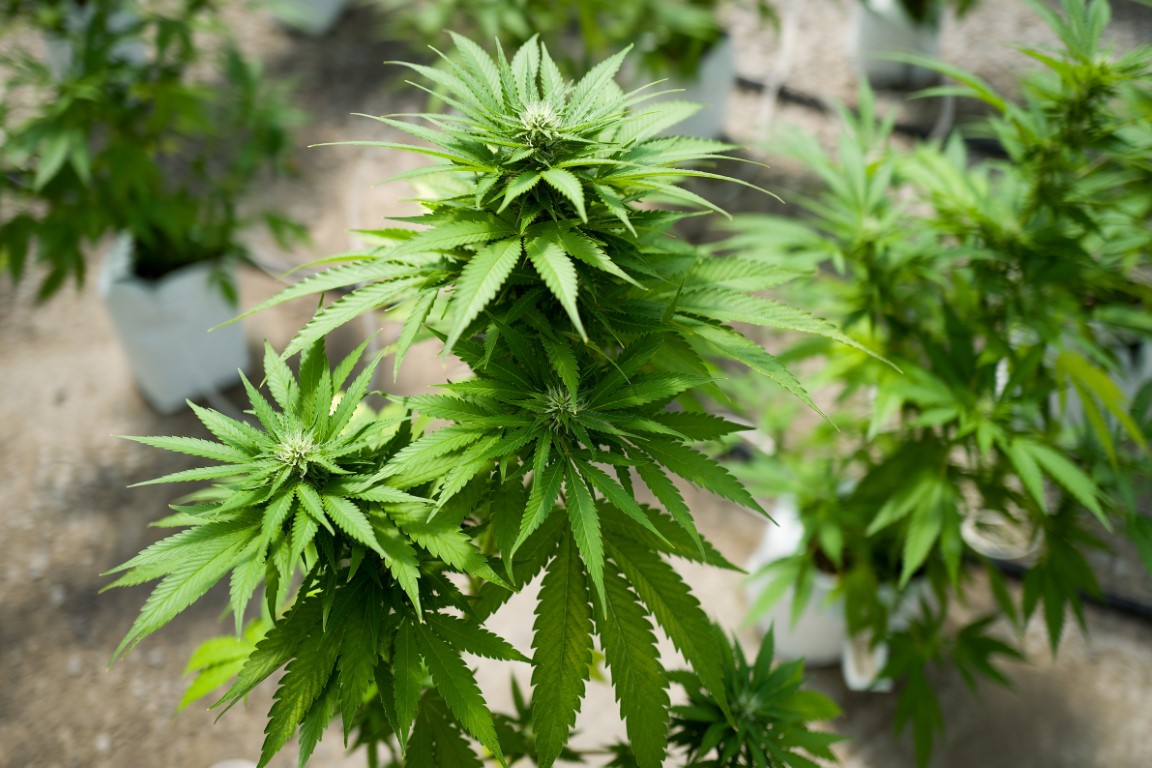 Sekmadienį moteriai atvykus į Biržų rajone esančią sodybą laukė netikėtumas – kambaryje rasta kanapių auginimo laboratorija kartu su vazonais su jų daigais.