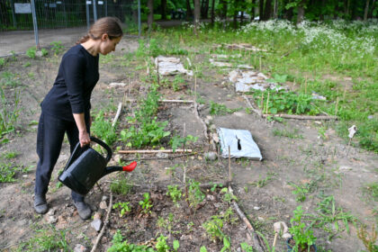 Pačiame Panevėžio centre, dar vaidilučių laikus menančiame Skaistakalnio parke bet kuris panevėžietis gali užsiauginti pomidorų, agurkų, bulvių ar net moliūgų.