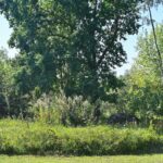 Šioje vietoje perlaidoti keli šimtai senųjų panevėžiečių palaikų, iškastų įvairiose miesto vietose. Nors oficialiai tai valstybės saugomas objektas, dabar jis primena džiungles. G. KARTANO nuotr.