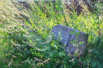 Panevėžio savivaldybė kasmet ant gėdos lentos kala tuos, kurie neprižiūri artimųjų kapaviečių. Tačiau jos pačios Venslaviškio gatvėje perlaidotų mieste iškastų protėvių palaikų vieta skęsta žolėse.