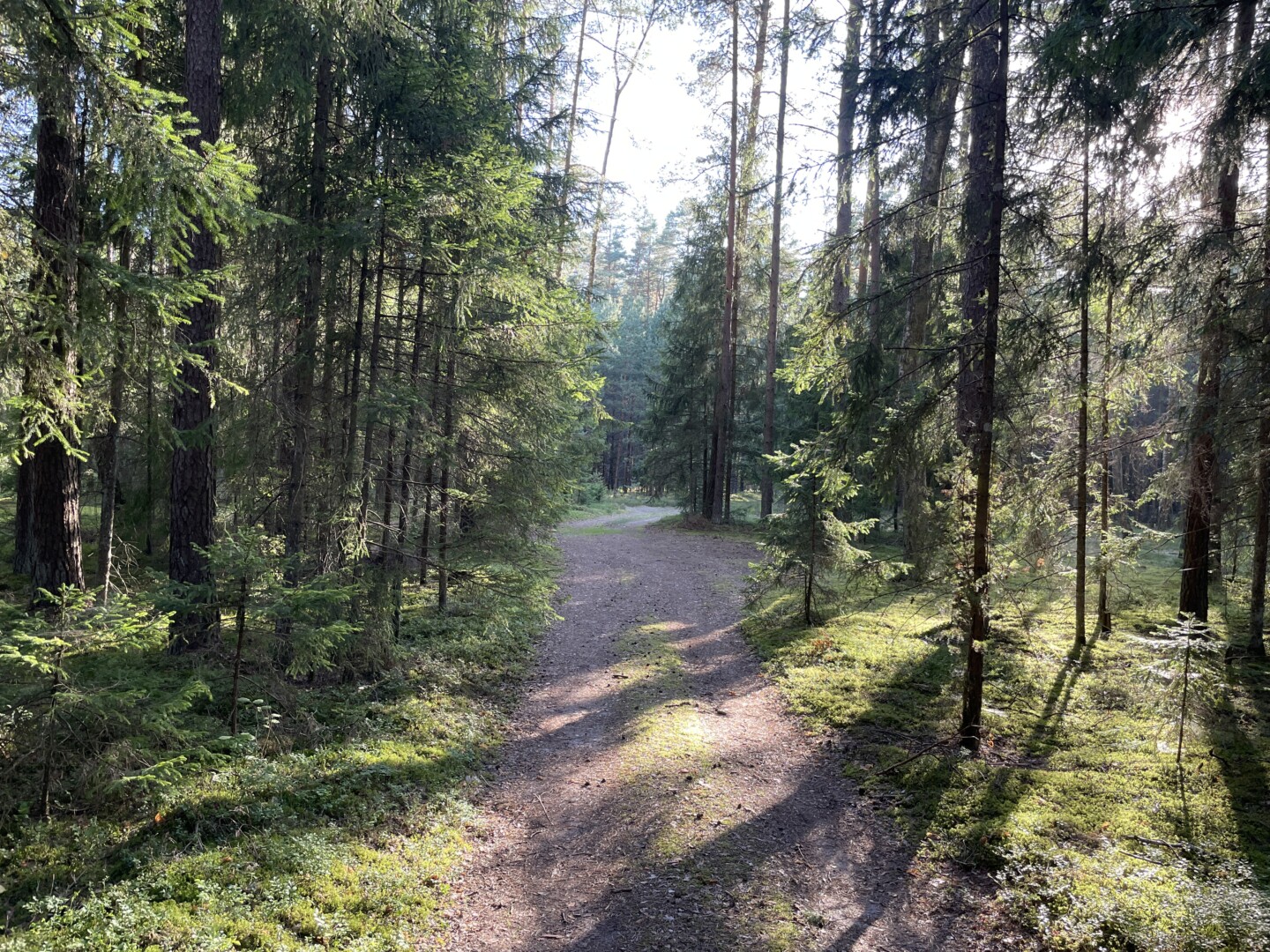 Rugpjūčio pradžioje Aplinkos ministerija paskelbė valstybinių miškų pagrindinių kirtimų normos didinimo projektą. Juo numatoma 2024–2028 m. pagrindiniais kirtimais, kurių didžioji dalis yra plyni ir atvejiniai, kirsti dar daugiau valstybinių miškų nei per praėjusį penkmetį.