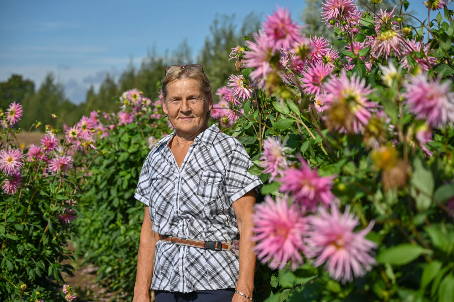 Jei kas užmatytų atokiame Miežiškių seniūnijos vienkiemyje, tarp Limeikių ir Raguvėlės žydinčių pusšimčio rūšių jurginų karalystę, o už jų – dar ir geltonuojančių saulėgrąžų lauką, tikėtina, sodybos šeimininkai nebeatsigintų svečių.