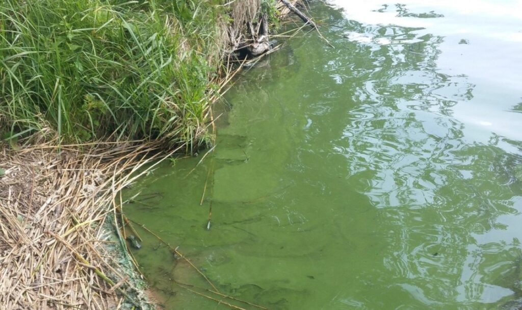Lietuvoje įsivyravus aukštai oro temperatūra, tam tikruose vandens telkiniuose pastebimas smarkus mikrodumblių augimas, dar vadinamas vandens „žydėjimu“, praneša Aplinkos apsaugos departamentas (AAD).