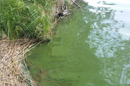 Lietuvoje įsivyravus aukštai oro temperatūra, tam tikruose vandens telkiniuose pastebimas smarkus mikrodumblių augimas, dar vadinamas vandens „žydėjimu“, praneša Aplinkos apsaugos departamentas (AAD).