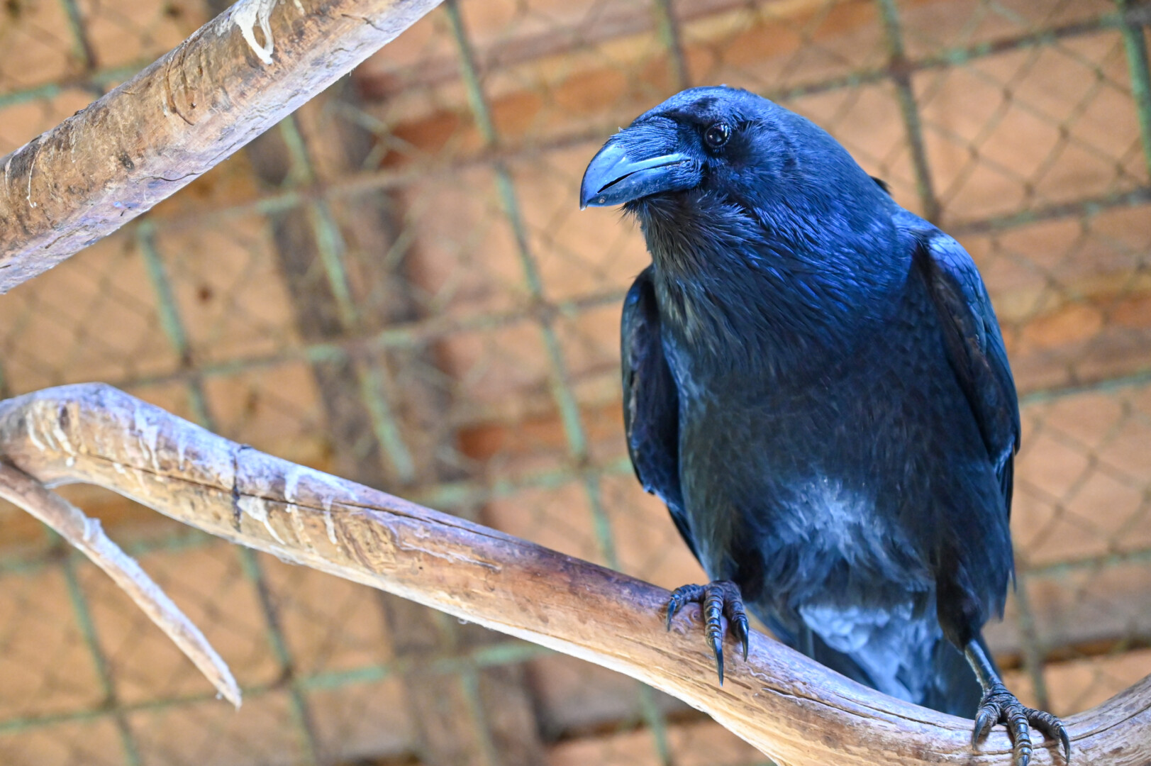 Kranklys Panevėžio gamtos mokykloje. P. Židonio nuotr.