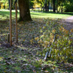 Panevėžyje įsitaisę bebrai nusitaikė į atnaujintame Skaistakalnio parke ką tik pasodintus medžius.
