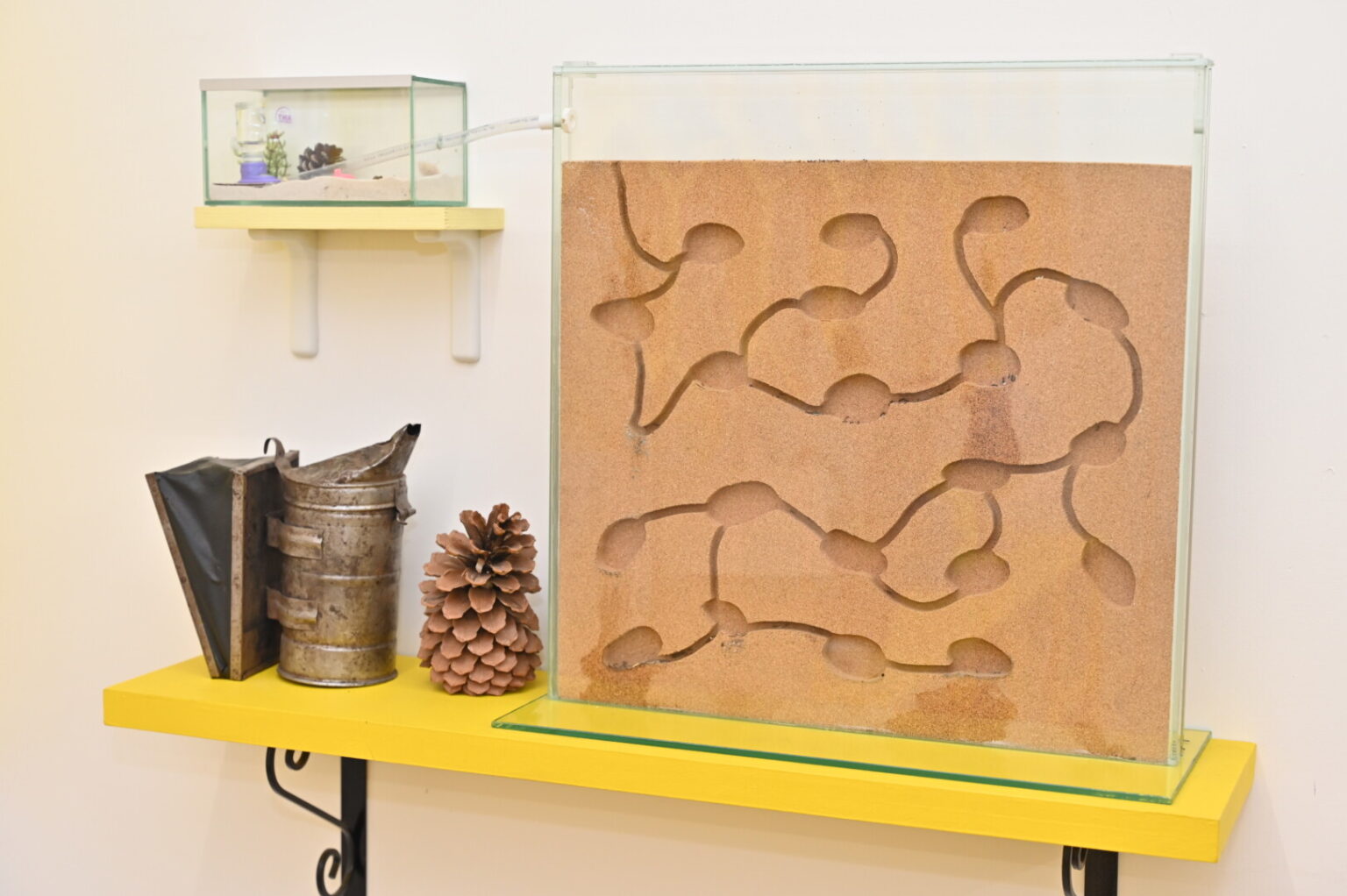 Panevėžio kraštotyros muziejuje kuriasi neįprasti gyventojai – skruzdžių šeimyna.