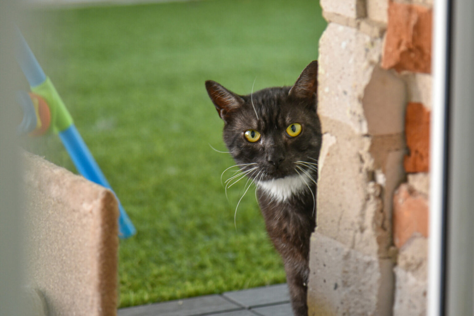 Panevėžio veterinarijos gydytojų telefonai jau kaista nuo skambučių dėl katėms mirtinai pavojingo maro.