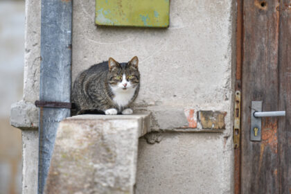 Panevėžio veterinarijos gydytojų telefonai jau kaista nuo skambučių dėl katėms mirtinai pavojingo maro.