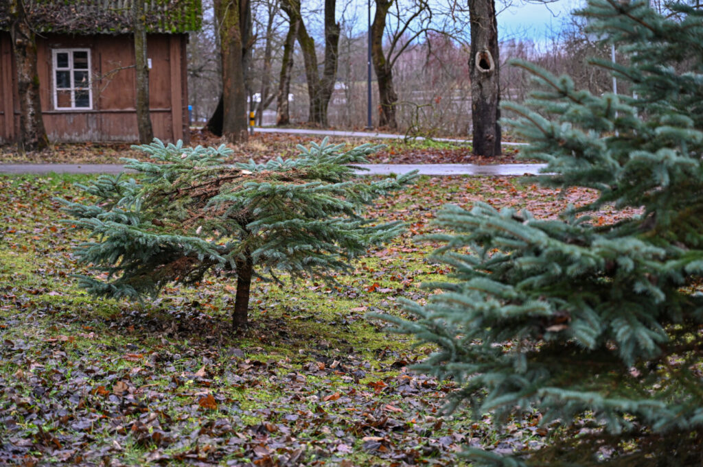 Kūčių vakarą susėdę ypatingos vakarienės kai kurie panevėžiečiai džiaugsis namus papuošę įžūliai iš privačių kiemų pavogtomis žaliaskarėmis.