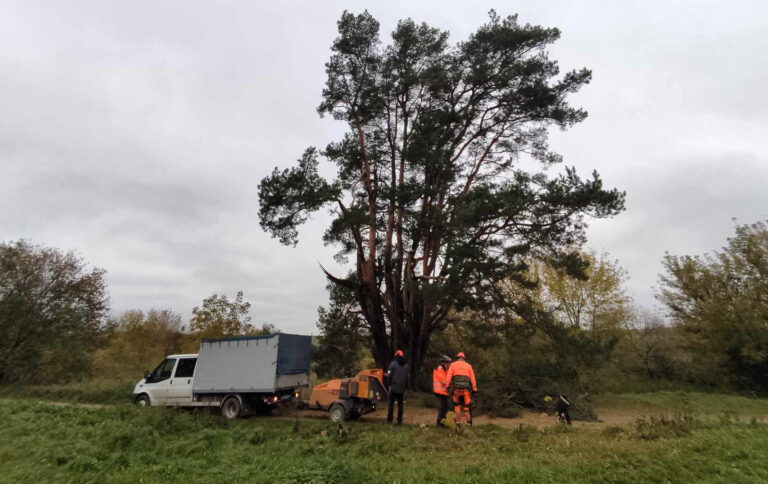 Naujamiesčio seniūnijoje esančiame Kalnelio kaime keroja šimtametė pušis, apie kurią viena iš legendų sako, kad trys jos kamienai – tai nukankintos ir toje vietoje palaidotos trys mergelės.