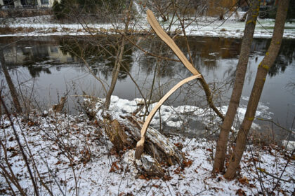 Skaistakalnio parką juosiančio Nevėžio kairiajame krante kaip reikiant pasidarbavo užtvankų inžinieriais vadinami bebrai.
