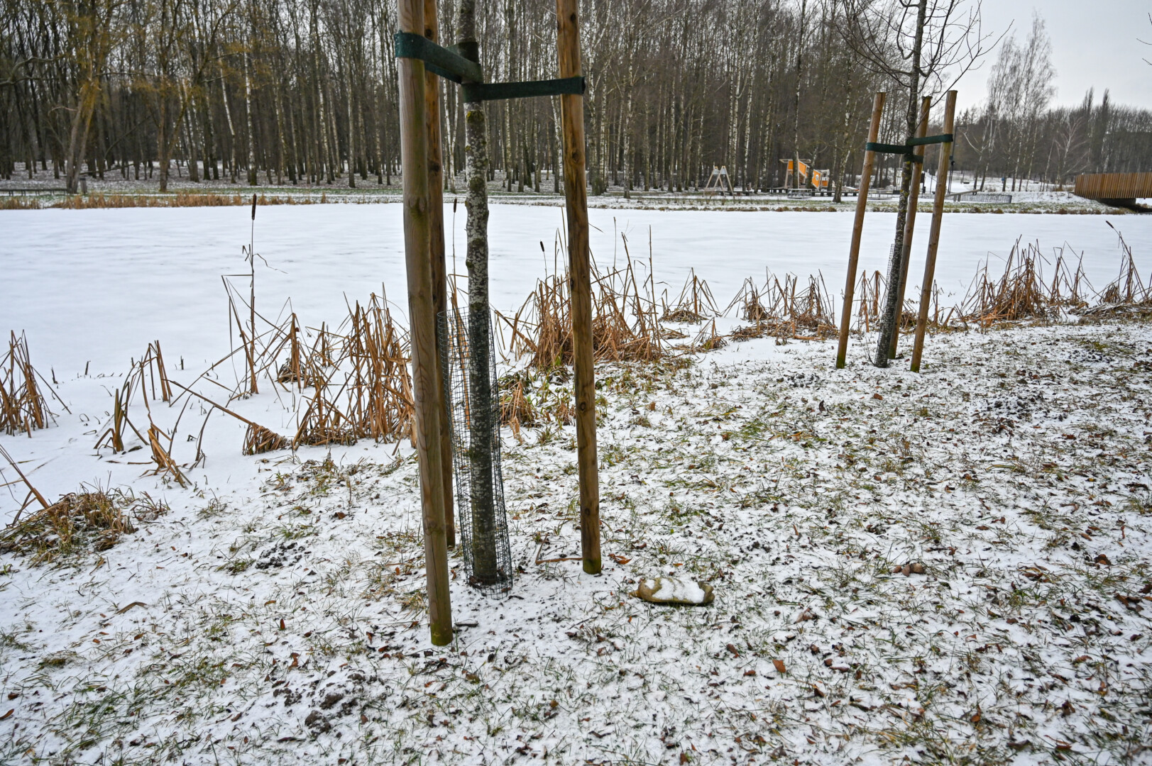 Aštriadančiams paskanavus Skaistakalnio parko ievų, šie medeliai imti saugoti aptvėrus kamienus metaliniu tinklu. P. ŽIDONIO nuotr.