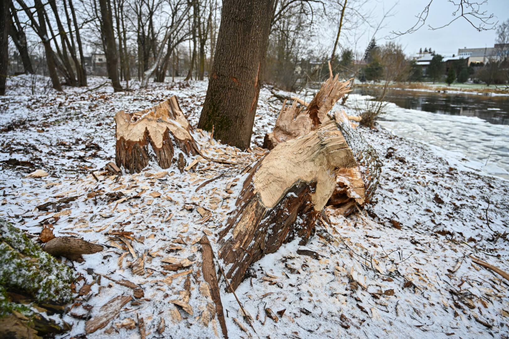 Bebrai įniko į Nevėžio, tekančio per Skaistakalnio parką, pakrantės medžius. P. ŽIDONIO nuotr.