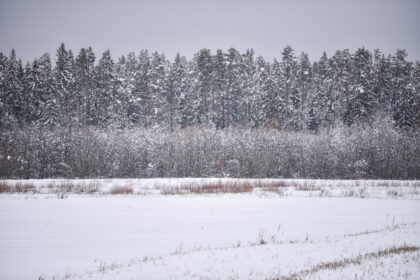 Visoje Lietuvoje pirmadienį ūkininkai savo laukuose prie pagrindinių kelių degins laužus, taip protestuodami prieš, anot jų, žalingą žemės ūkio politiką.