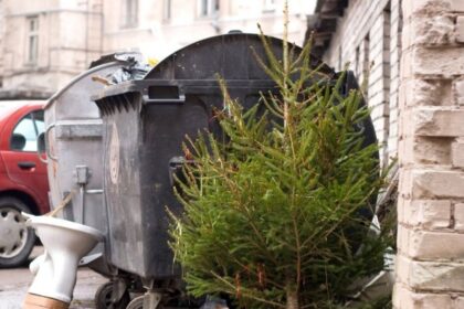 Jau šį savaitgalį, sausio 6-ąją, daugelis panevėžiečių nupuoš Kalėdų eglutes.