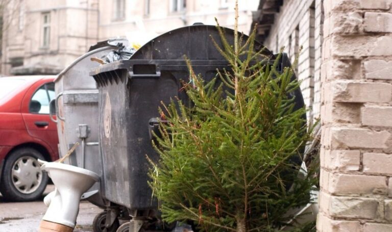 Jau šį savaitgalį, sausio 6-ąją, daugelis panevėžiečių nupuoš Kalėdų eglutes.