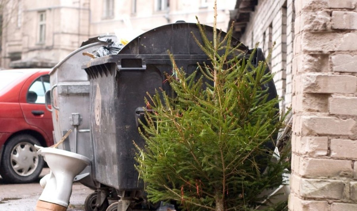 Jau šį savaitgalį, sausio 6-ąją, daugelis panevėžiečių nupuoš Kalėdų eglutes.