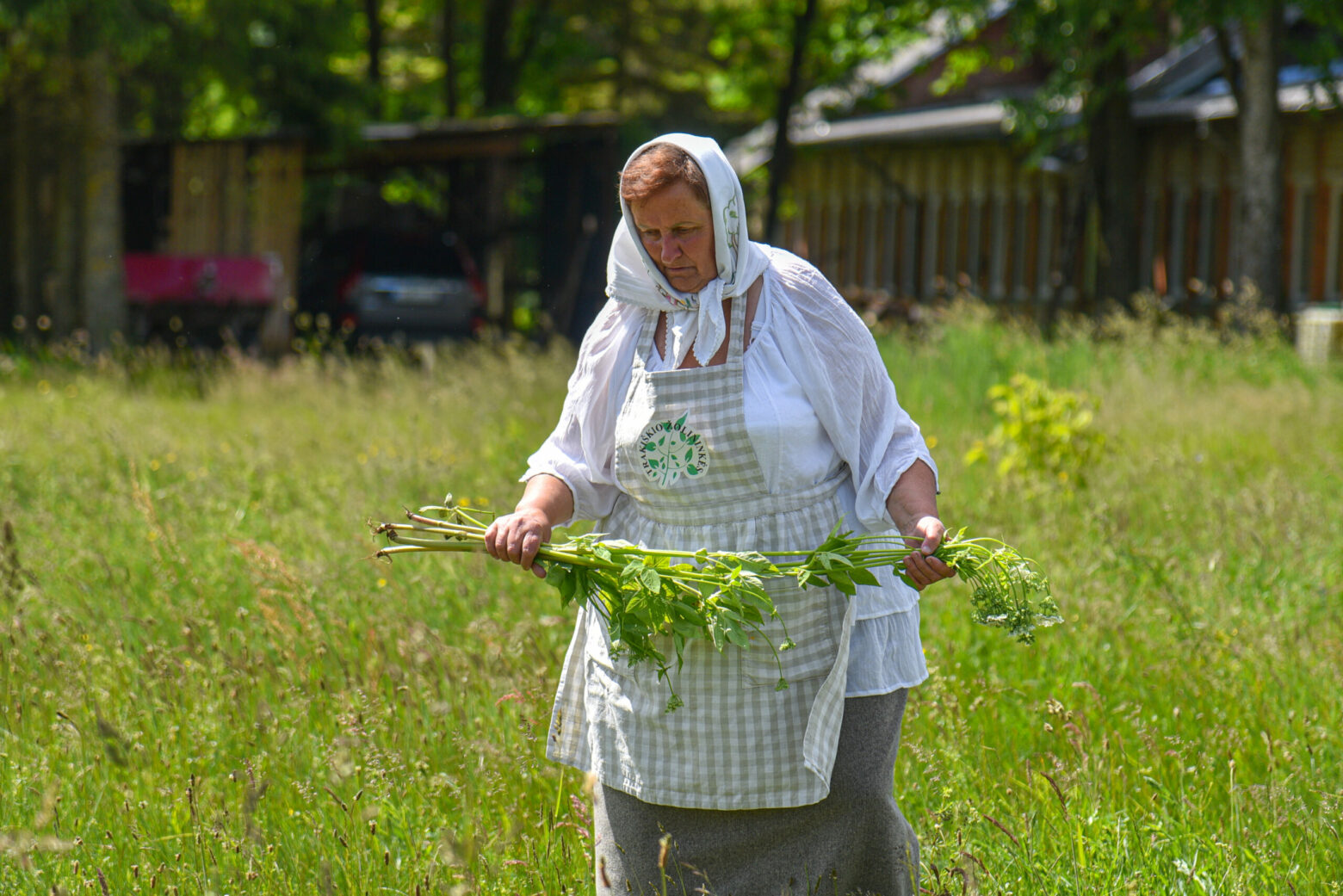 Trakiškio gyventoja su kitomis senųjų tradicijų puoselėtojomis ne vieną yra aprūkiusi vietos pievose surinktų žolynų smilkalais. P. ŽIDONIO nuotr. 