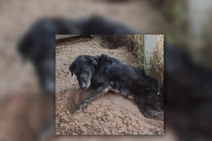 Uliūnuose šeimininko neprižiūrimas keturkojis neabejingų žmonių pagalbos sulaukė jau per vėlai.