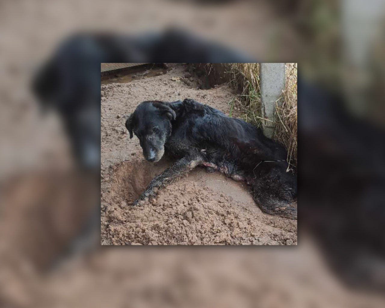 Uliūnuose šeimininko neprižiūrimas keturkojis neabejingų žmonių pagalbos sulaukė jau per vėlai.