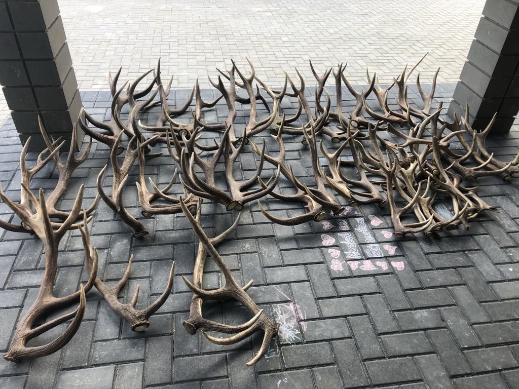 Tarp ieškotojų populiariausi elnio ragai, o stirnų rageliai nedideli ir juos surasti itin sudėtinga. L. JAGMINO ASMENINIO ARCHYVO nuotr.