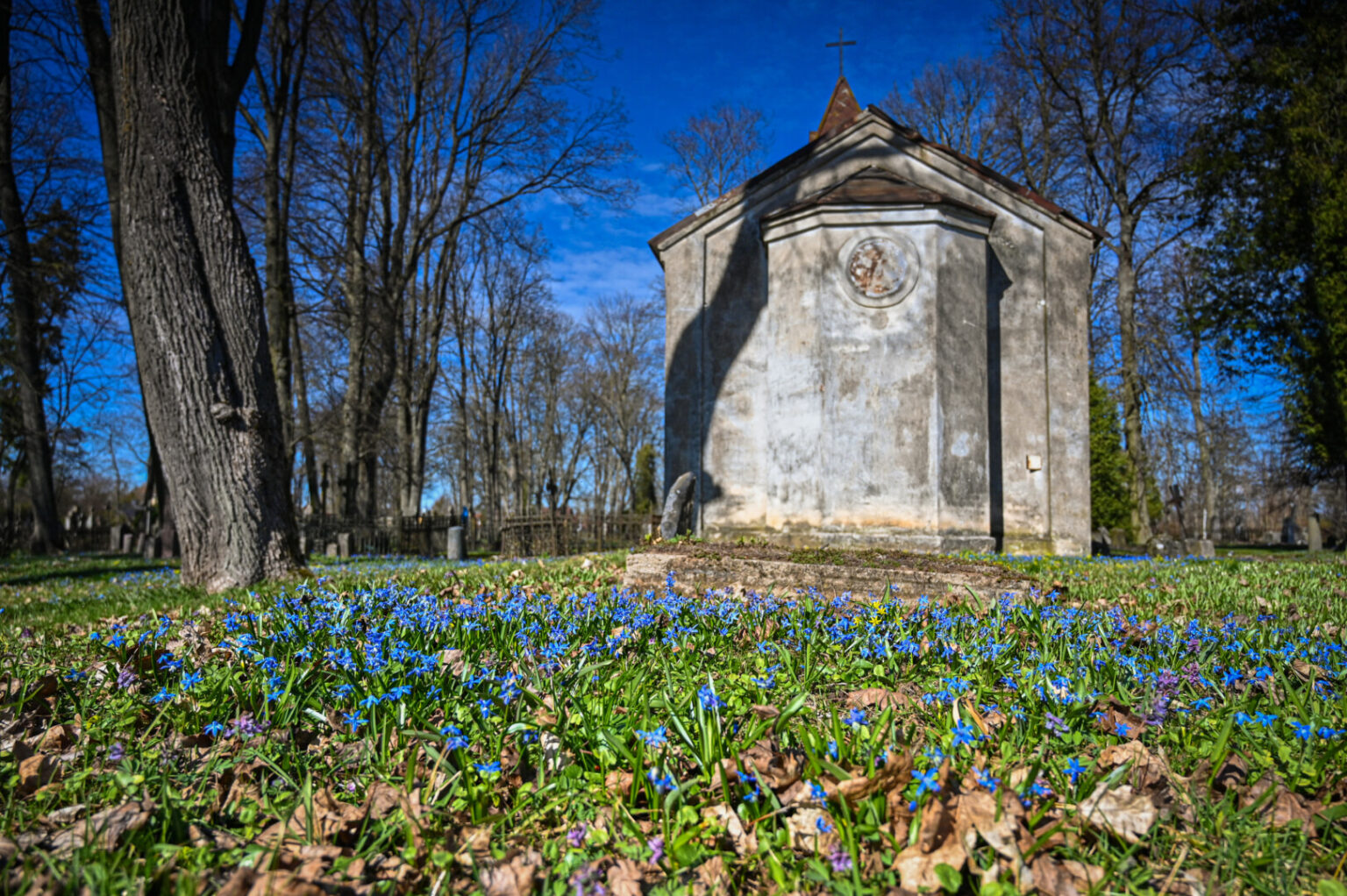 Vakarėjančiame Panevėžyje – ankstyviausių žiedais apsipylusios senosios miesto kapinės.