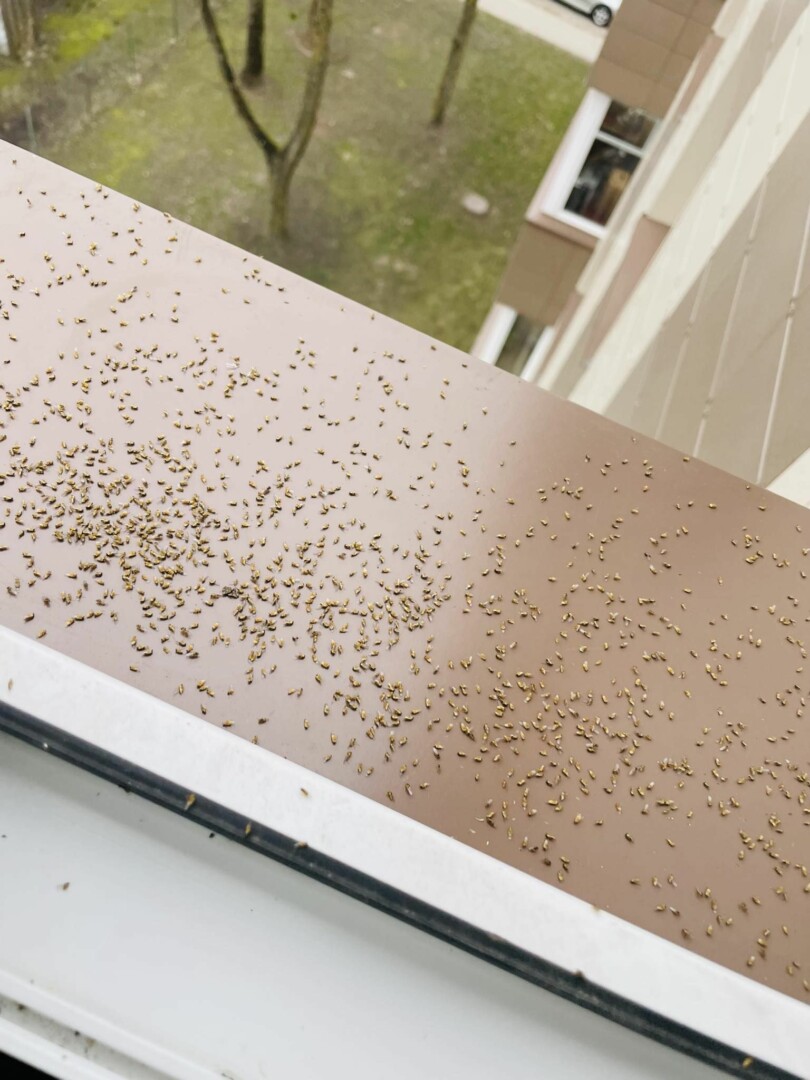 E. Vitonienės nuotr.