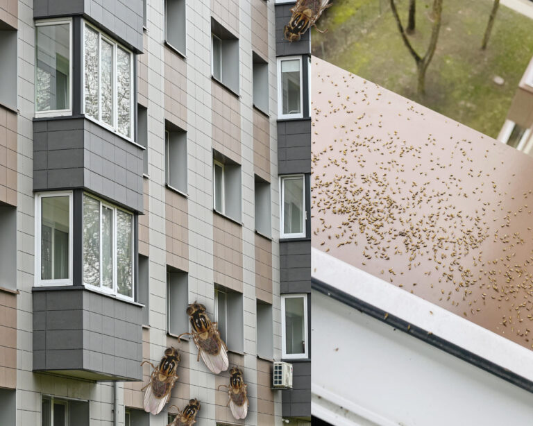 Panevėžio daugiabučių gyventojams – naujas iššūkis. Tiek šiaurinėje, tiek vakarinėje miesto dalyje namus puola įkyrios muselės.