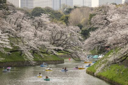 Japonijoje prasidėjo sakurų žydėjimo sezonas. Turistai ir vietiniai ketvirtadienį plūdo į Tokijo parkus, kad pasigrožėtų įspūdingu reginiu.