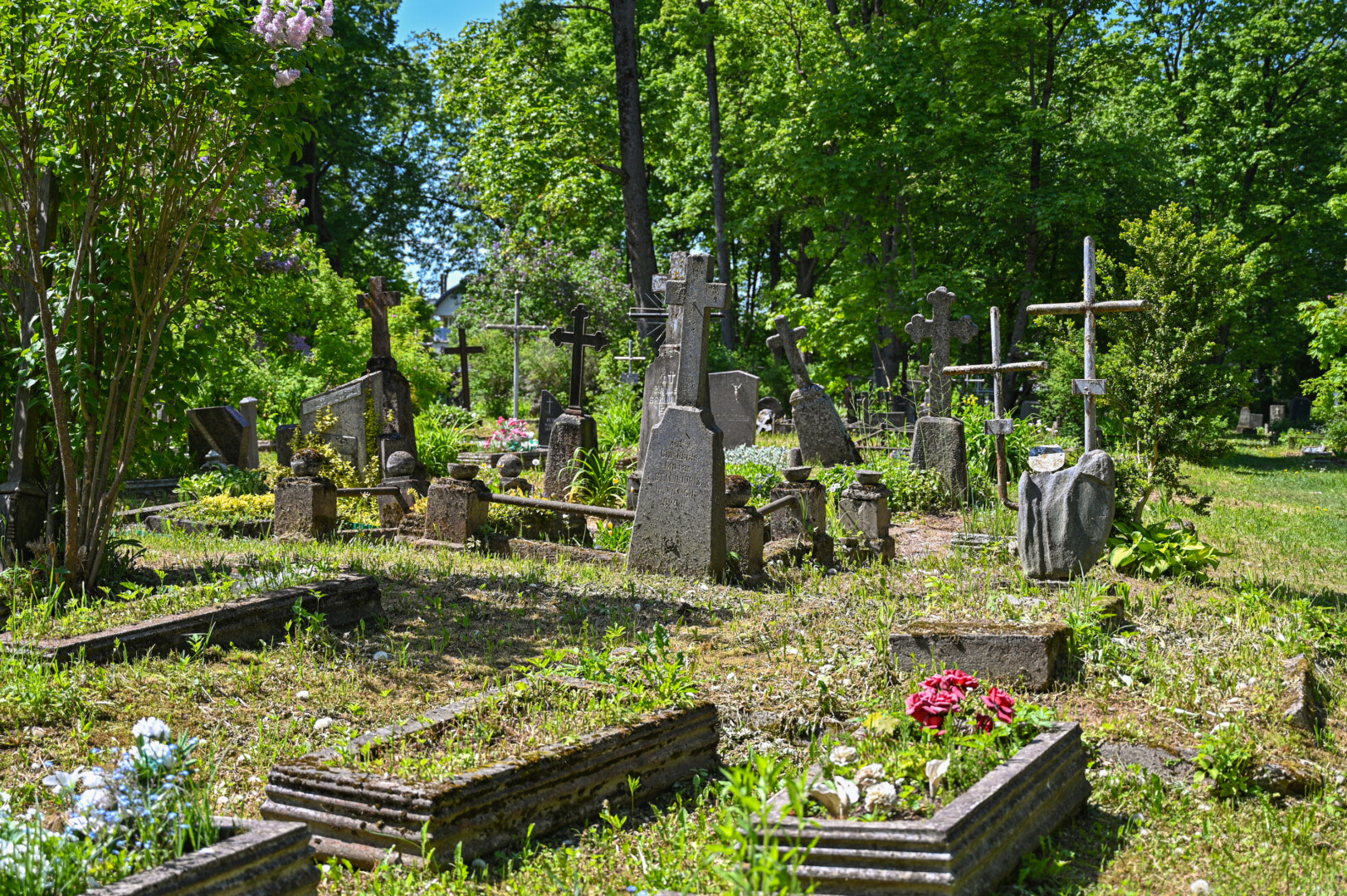 Kapinės Apvaizdos take – tokios, kokios dabar žinomos ir lankomos, įrengtos 1877 metais, šalia jau išnykusių pirmųjų kapinaičių. P. ŽIDONIO nuotr.