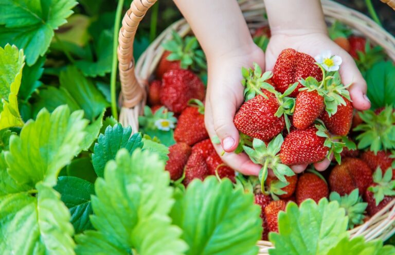 Ant prekystalių jau maivosi pirmosios lietuviškos braškės. Nors tokio vietinio daržo gardėsio kilogramo kaina siekia ir 12 eurų, augintojai pirkėjų trūkumu nesiskundžia.