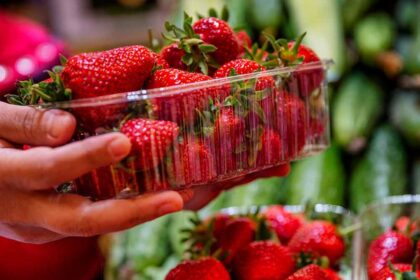 Ant prekystalių jau maivosi pirmosios lietuviškos braškės.