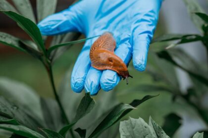 Kaip savomis rankomis suręsti barjerus vieniems sunkiausiai atgrasomų daržo kenkėjų.