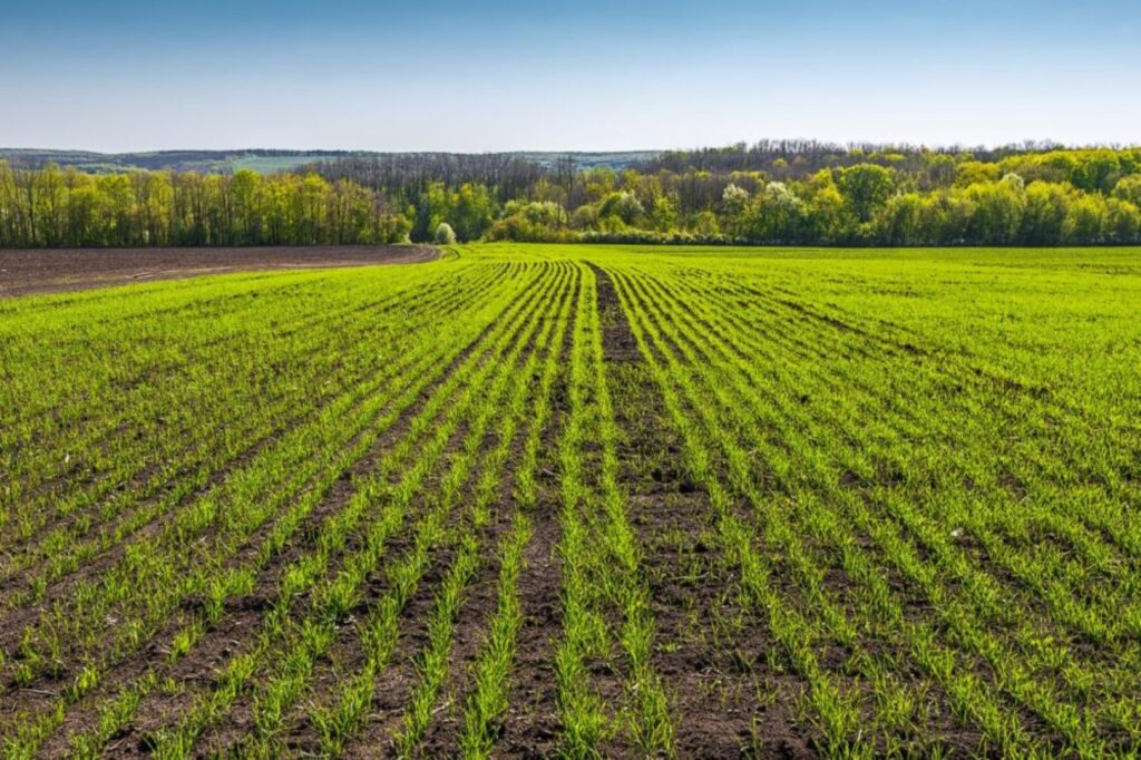Neįtikėtinai karšta, Ispanijos orus primenanti šiųmetė gegužė jau nužydino rapsus, dar nė neprasidėjus vasarai laukuose nusviro javų varpos, gerokai į viršų šoktelėjo bulvių kerai, o kai kur netgi jau prasidėjo ankstyvasis bulviakasis.