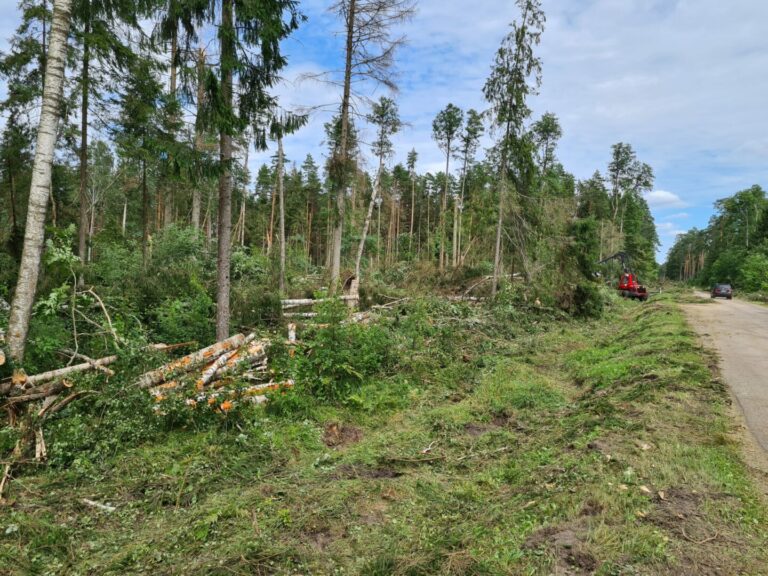Prieš daugiau nei savaitę praūžusios vėtros pasekmės Panevėžio rajone jau suskaičiuotos. Dabar miškininkai laukia leidimo sutvarkyti daugiau nei 3 000 kubinių metrų medžių – tiek siautėjęs vėjas prilaužė ir išvartė vos pusės kilometro ruože.