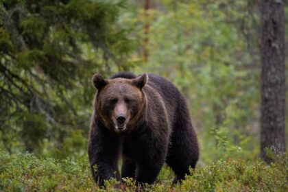 Panevėžio ir gretimų rajonų miškuose vėl klajoja meškos. Viena neseniai pastebėta Šilų pusėje, Troškūnų miške laukė dar didesnė staigmena – du lokio mažyliai.