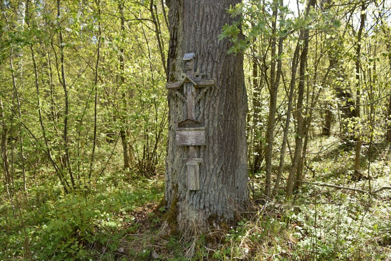 Žaliosios rinktinės Vanagėlio būrio partizanės Stasės Čelkaitienės-Voveraitės žūties vietą įamžinęs medinis kryželis girioje ir praėjusių metų pavasarį netikėtai rastas jaunosios laisvės kovotojos kapas. „PANEVĖŽIO KRAŠTO PAVELDAS“ nuotr.