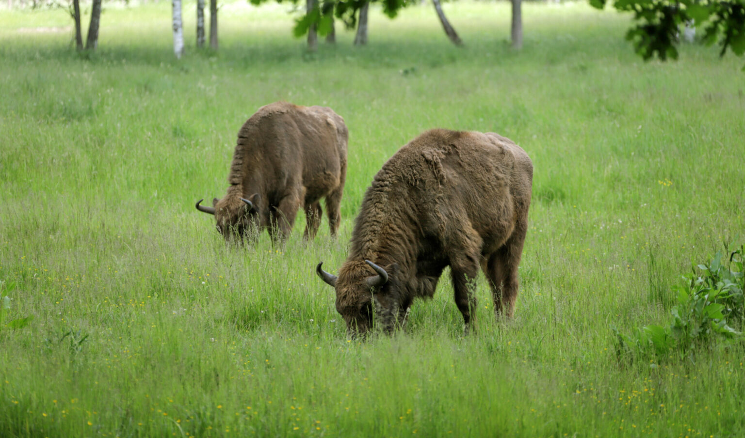 Panevėžio krašte bene daugiausia žalos ūkininkų laukams pridaro girių galiūnai stumbrai, tačiau knisti laukus jau vėl įniko ir šernai.