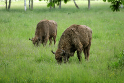 Panevėžio krašte bene daugiausia žalos ūkininkų laukams pridaro girių galiūnai stumbrai, tačiau knisti laukus jau vėl įniko ir šernai.