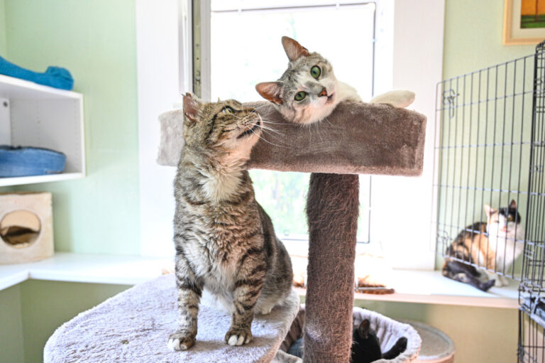 Jau antri metai, kai ir miesto, ir rajono savivaldybės skiria po kelis tūkstančius eurų beglobių kačių sterilizacijai arba kastracijai, tačiau prieglaudos vis tiek nesutalpina visų miauklių. 