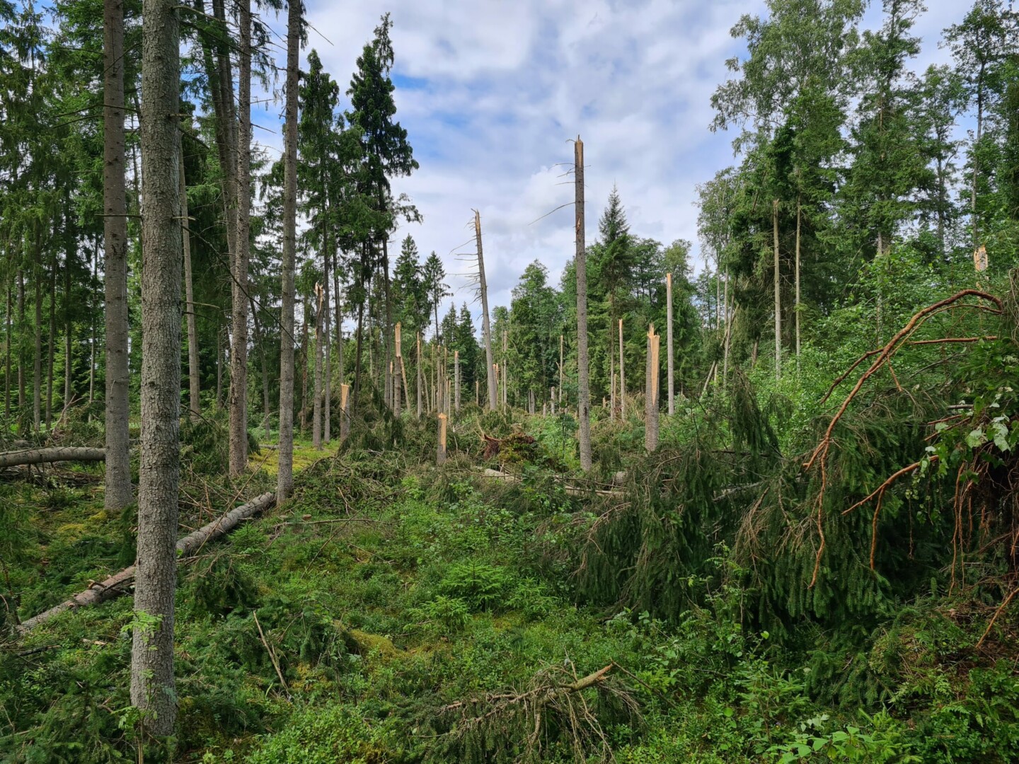 Puskilometrio ruože vėtra nušlavė daugiau nei 3 000 kubinių metrų medžių. VALSTYBINĖS MIŠKŲ URĖDIJOS PANEVĖŽIO REGIONINIO PADALINIO nuotr.