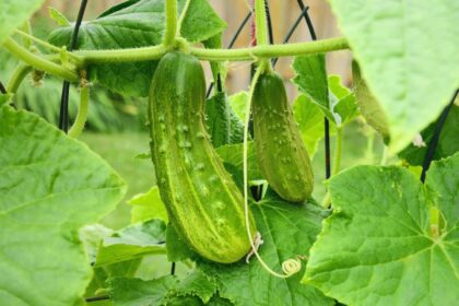 Agurkų lapai – tarsi lakmuso popierėlis. Pagal tai, kaip jie atrodo ir kokiomis spalvomis nusidažo, galima nustatyti, kokių medžiagų trūksta augalui.