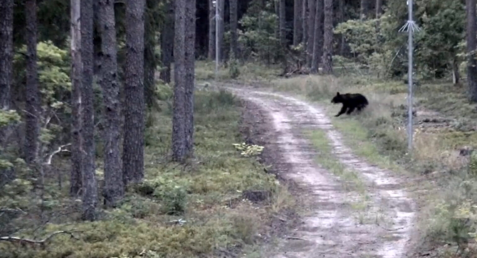 Ši savaitgalį Lietuvos pasieniečiai pastebėjo, kad į šalį ir Baltarusijos pusės atklydo briedžio jauniklis ir meška.
