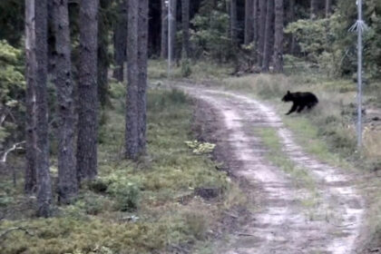 Ši savaitgalį Lietuvos pasieniečiai pastebėjo, kad į šalį ir Baltarusijos pusės atklydo briedžio jauniklis ir meška.