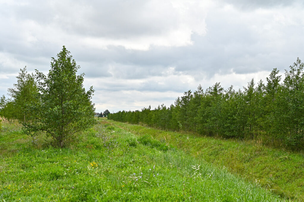 Sovietmečiu sunkiųjų metalų kaupykla paverstame Panevėžio pakrašty, dabar žinomame kaip Molainių filtracijos laukai, planuojama įkurti unikalų parką.