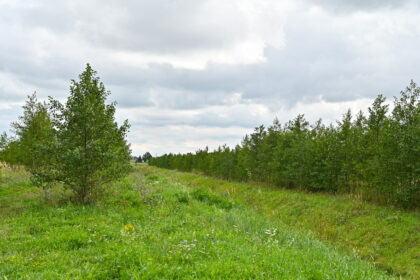 Sovietmečiu sunkiųjų metalų kaupykla paverstame Panevėžio pakrašty, dabar žinomame kaip Molainių filtracijos laukai, planuojama įkurti unikalų parką.