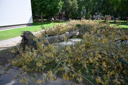 Po Panevėžį nusiaubusios audros praėjus daugiau nei savaitei, mieste vis dar tvarkomos medžių nuolaužos ir išvartos.